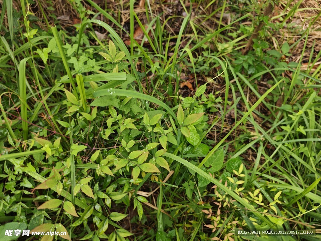野外繁茂的绿色植物