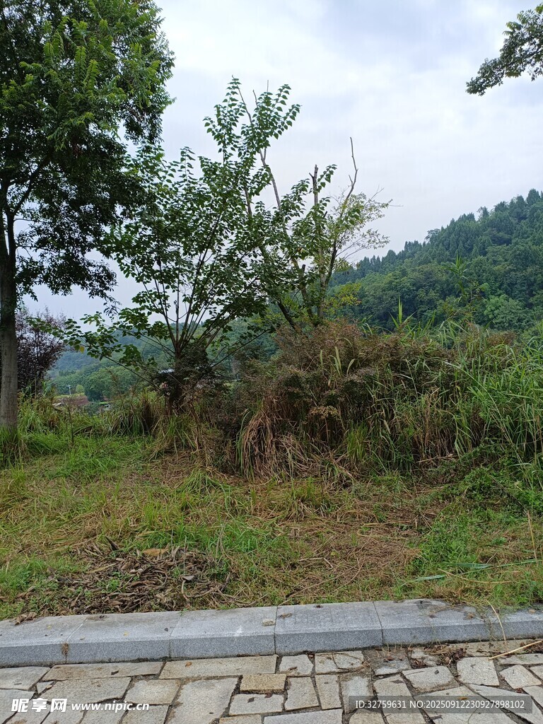山间路旁绿意盎然景致