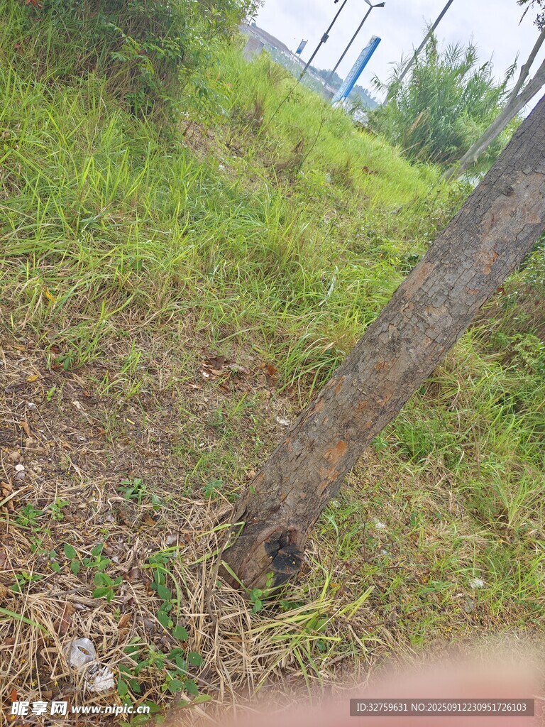 野外倾斜树干与周围植被