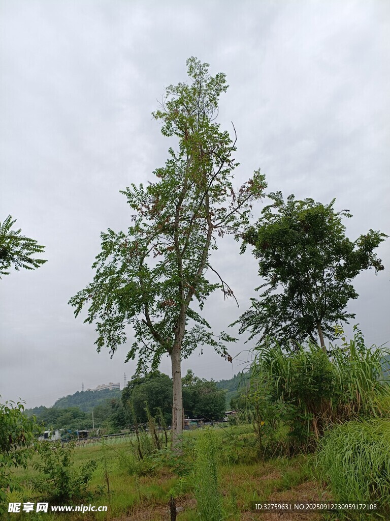 野外挺拔树木与周边景致