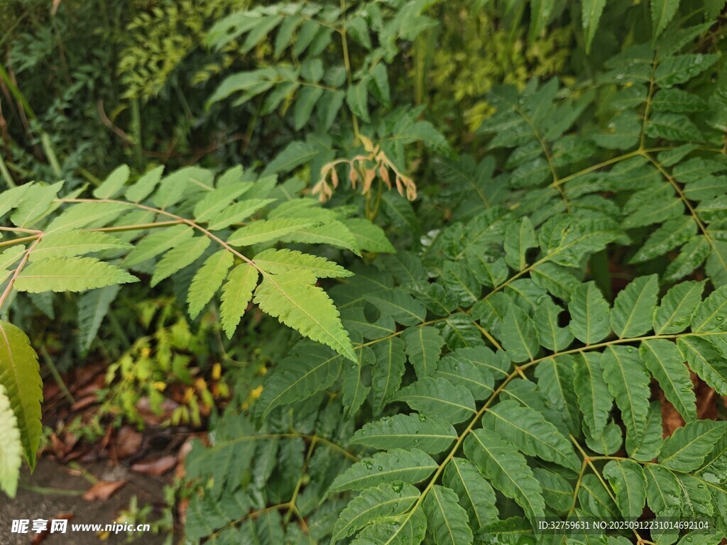 繁茂绿植 