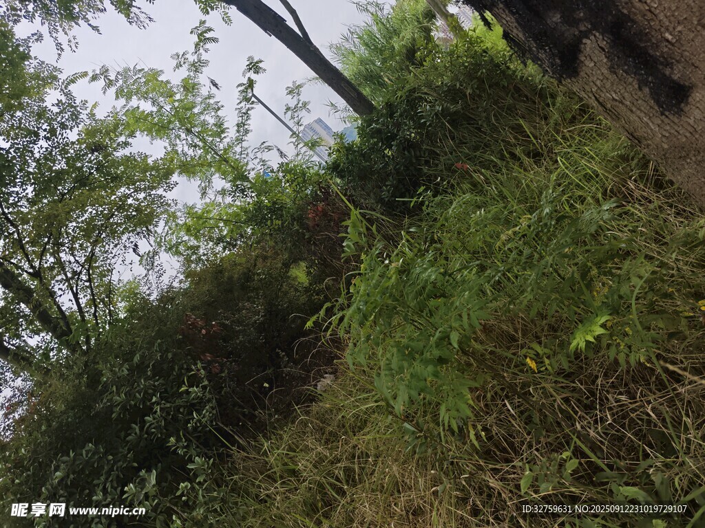 山间绿意盎然的植被景象