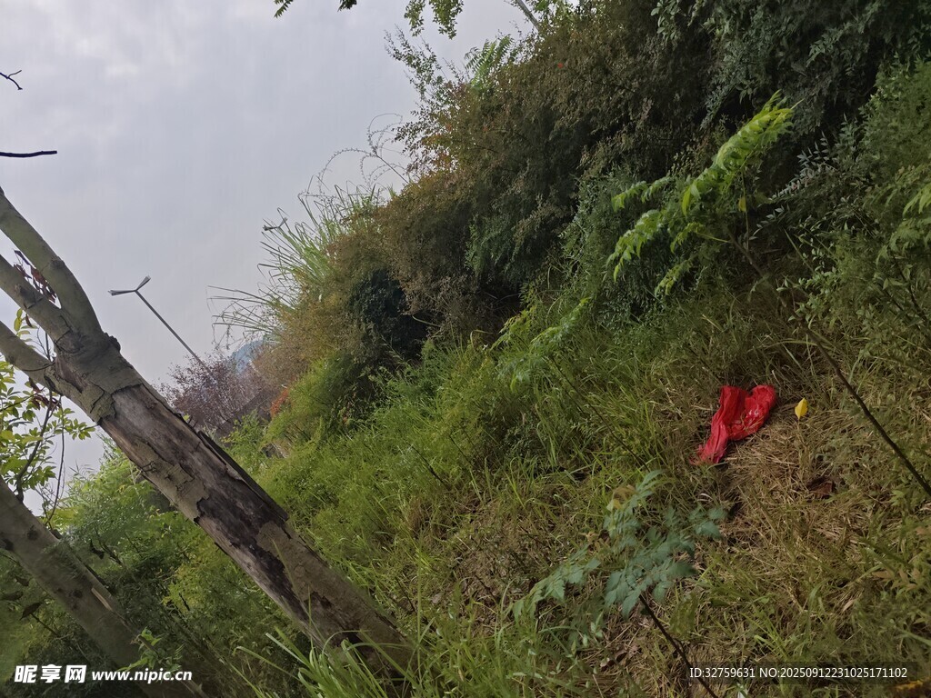 野外红花朵与绿植景象