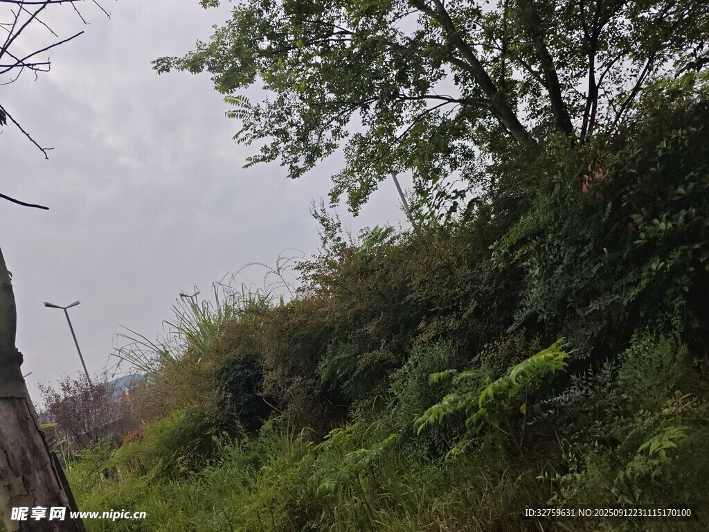 野外绿植繁茂的山坡景色