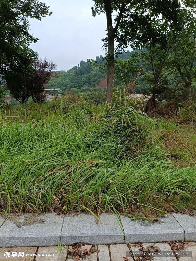 路边茂盛的草地与树木
