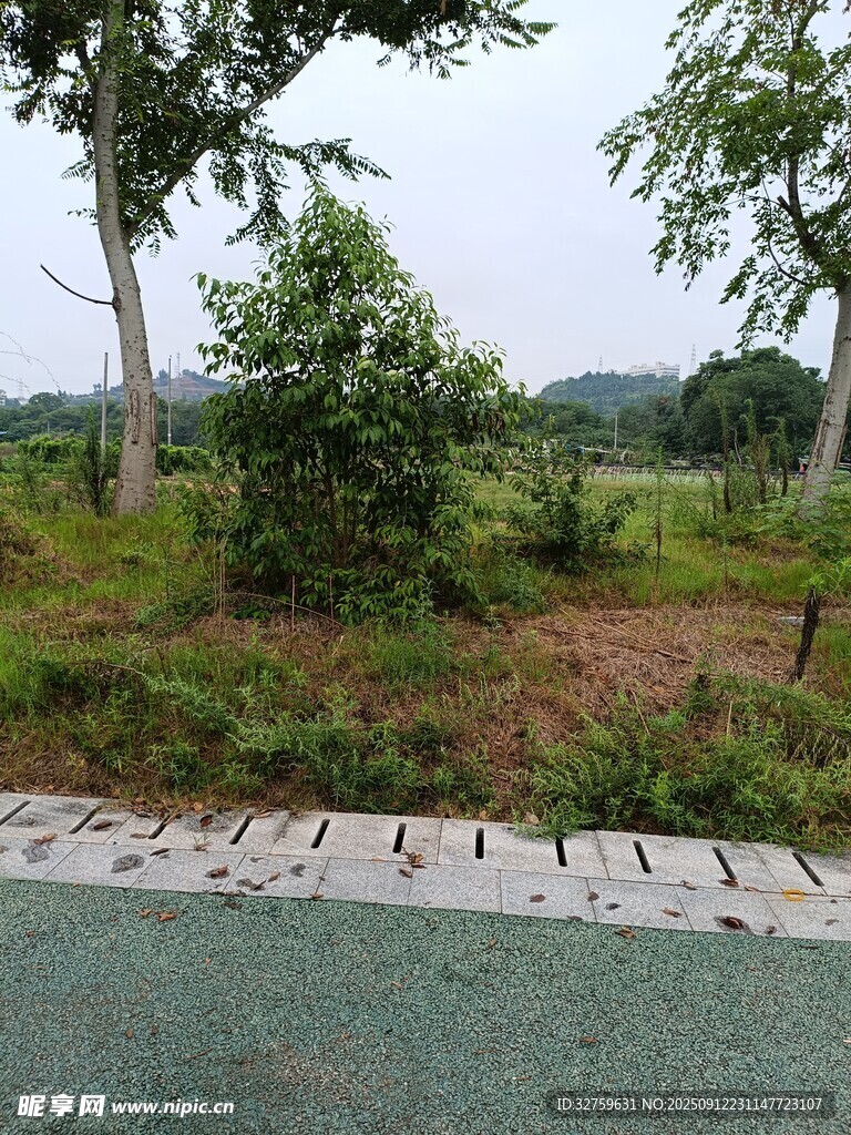 路边绿意盎然的自然景致