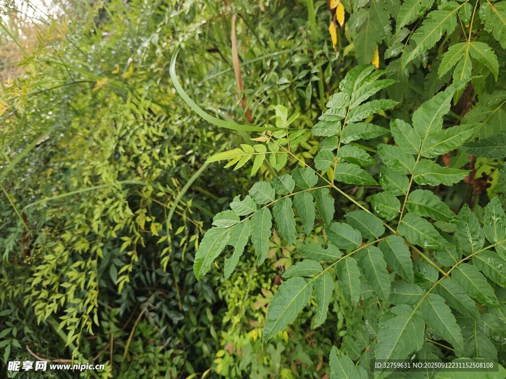 繁茂绿植景象