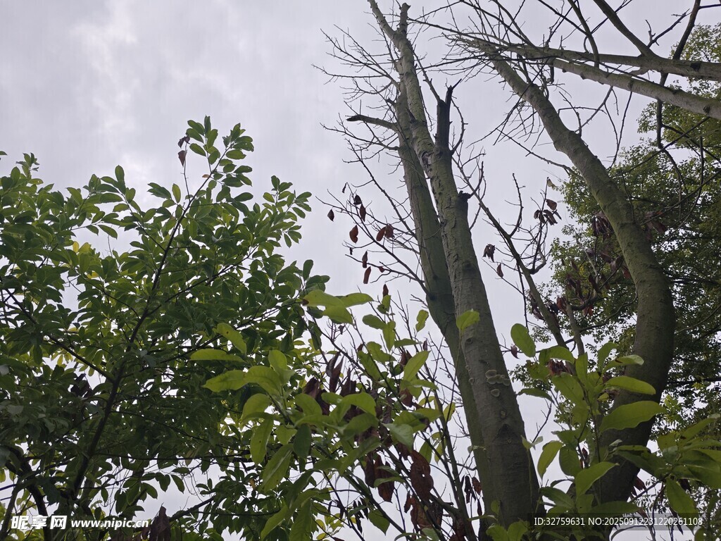 枯树与绿叶的自然景象