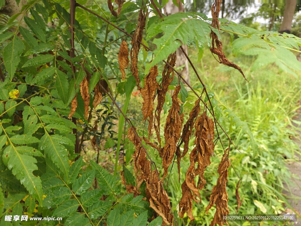 林间红褐植物与绿叶共生