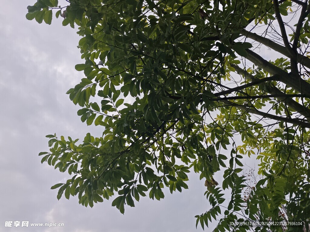 仰视绿树与天空