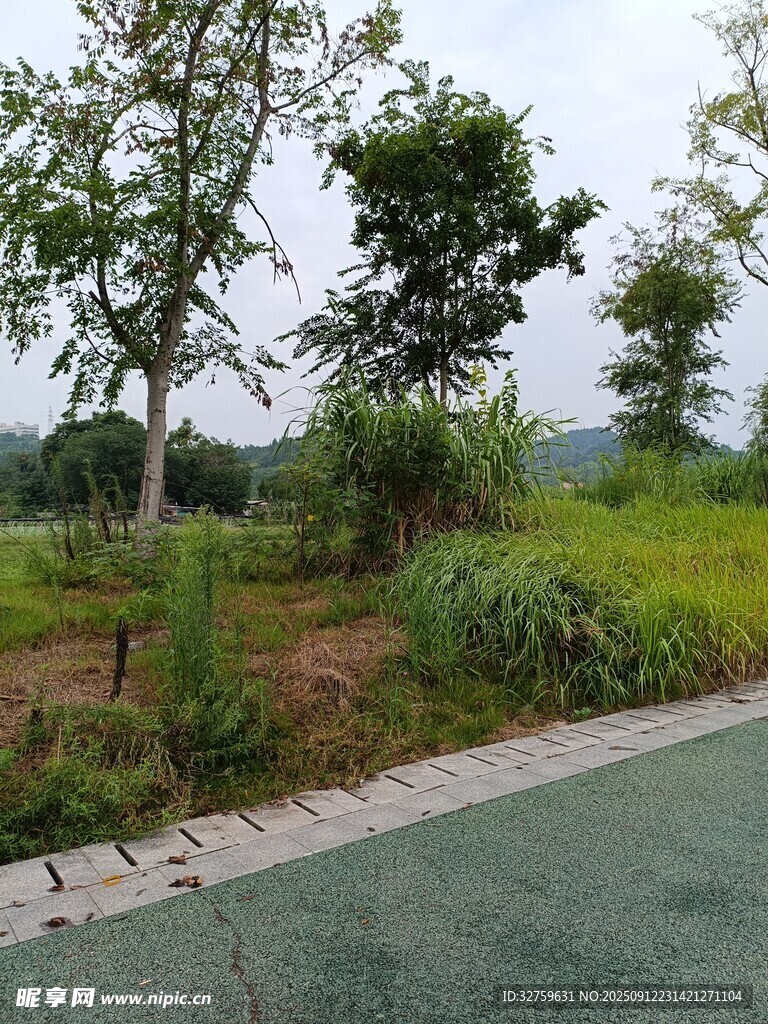 乡村路旁绿意盎然风景