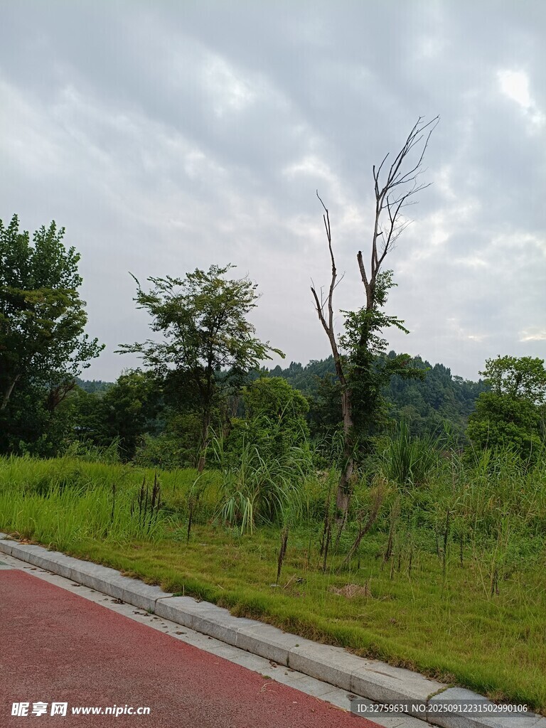 路边绿意与枯树景观