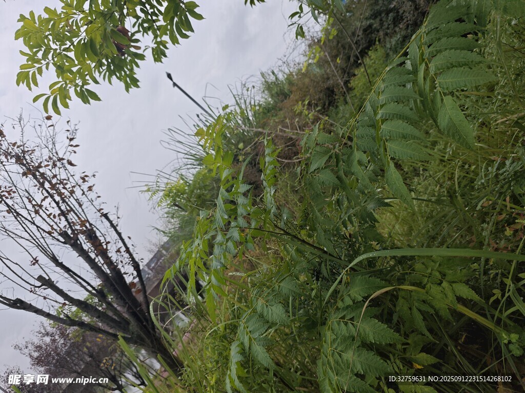 山间繁茂绿植景观