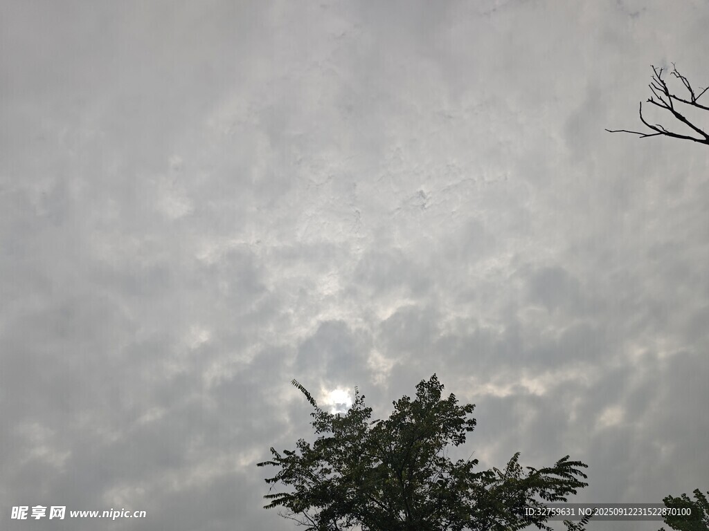 阴天树梢景象