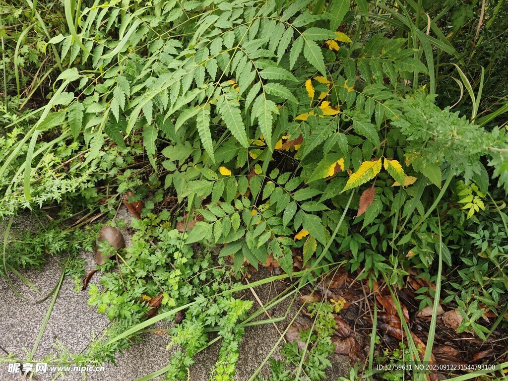 路边繁茂的绿色植物