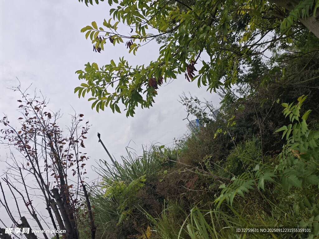 山林间的植物景致