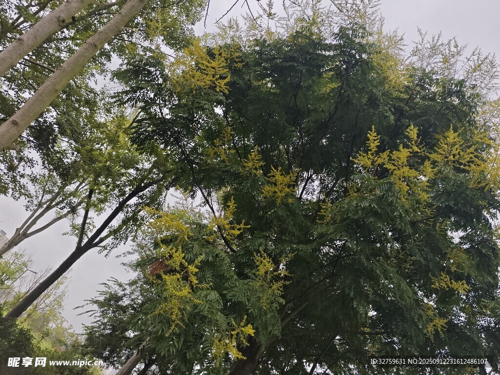 枝叶繁茂的绿树