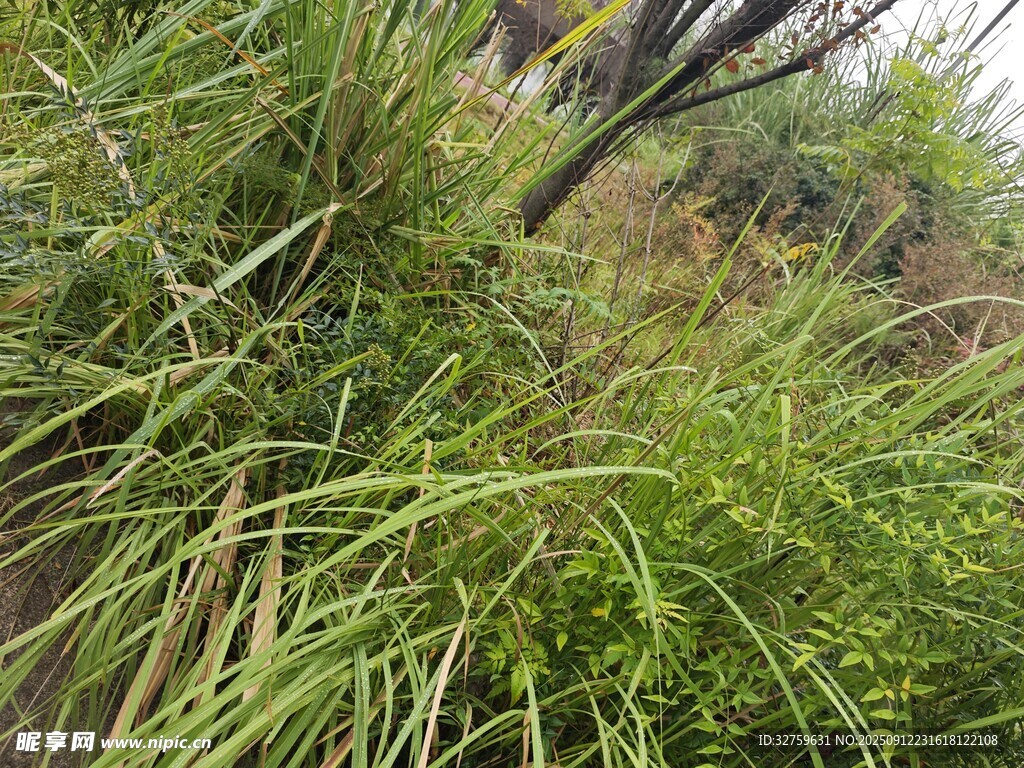 野外茂盛的绿色草丛