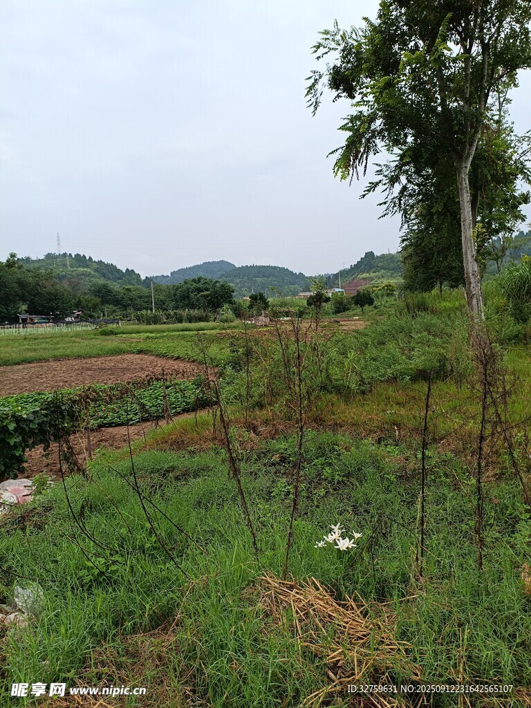 乡村田野风光 