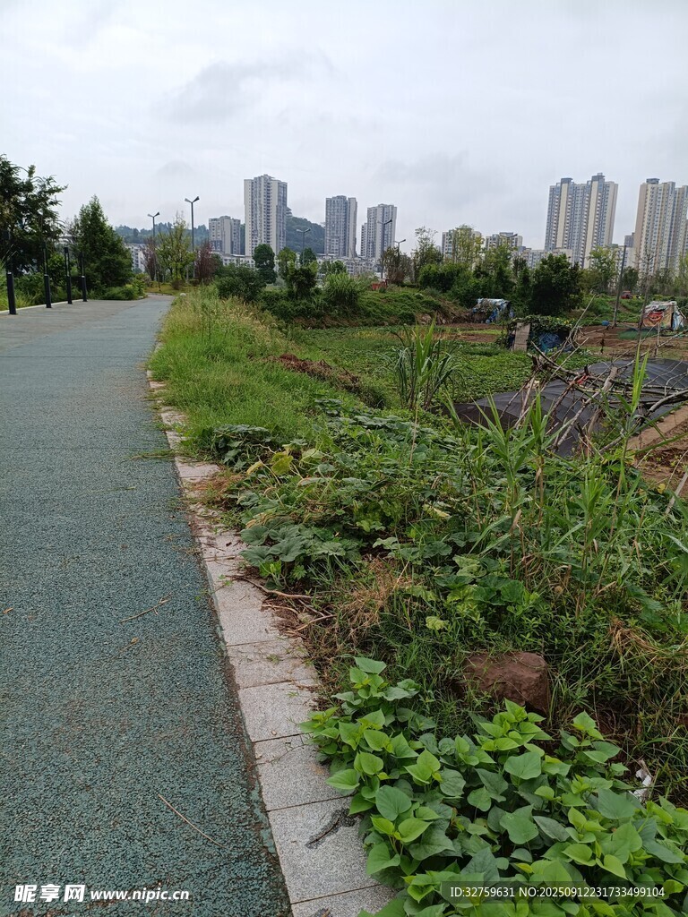 城市步道旁的绿植景观