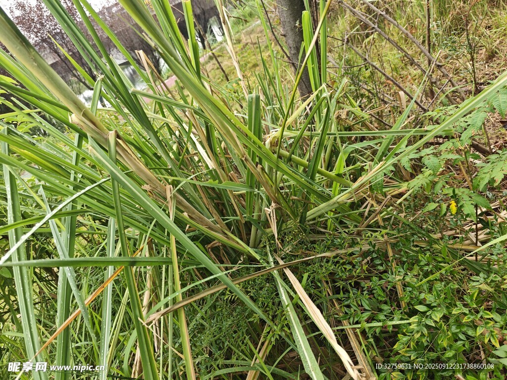 茂盛绿色植物特写