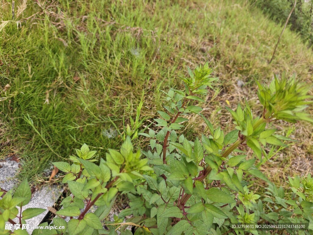 野外绿植与木质物件场景
