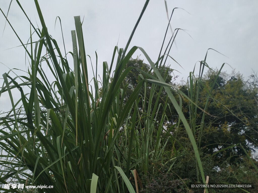 野外丛生的绿色高大植物