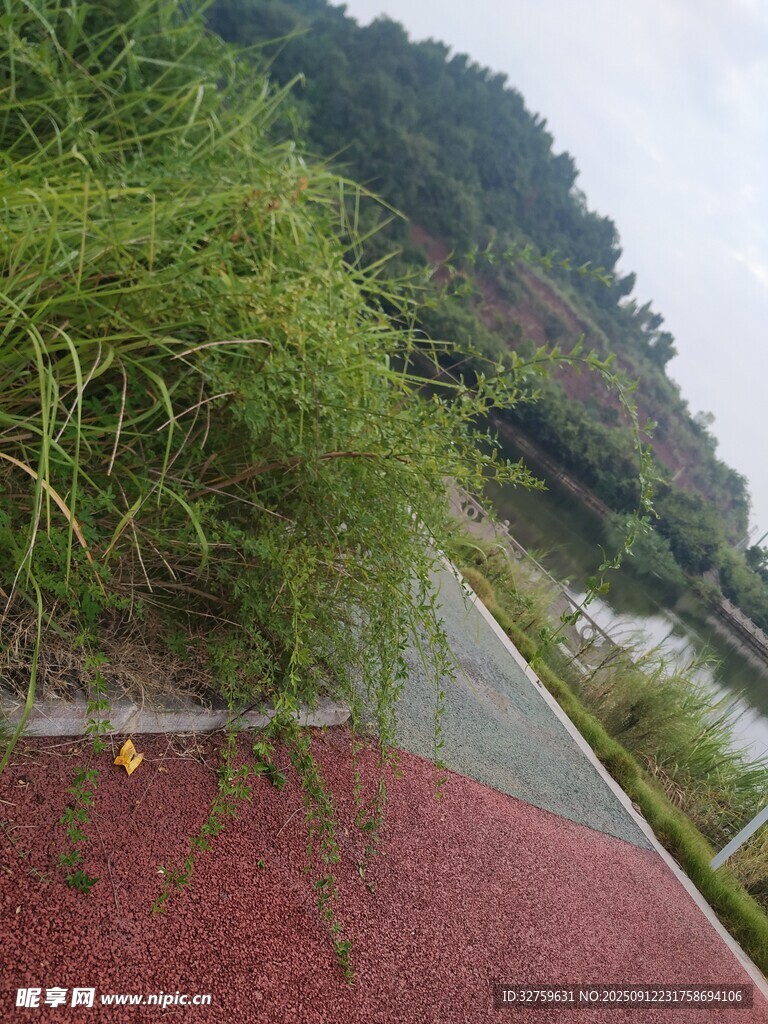 山间红道旁的葱郁绿植
