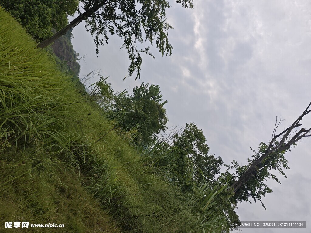 绿意盎然的户外自然景致