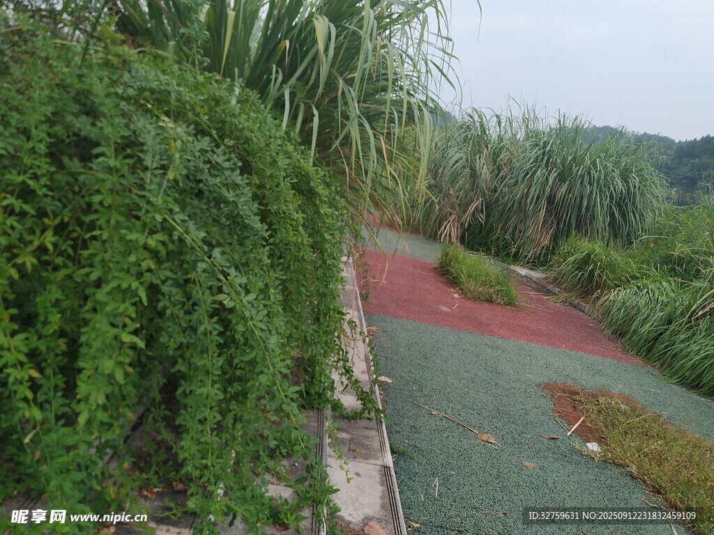绿植环绕的多彩步道
