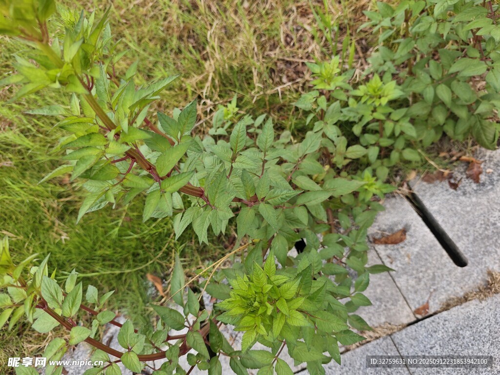 路边生长的绿色植物