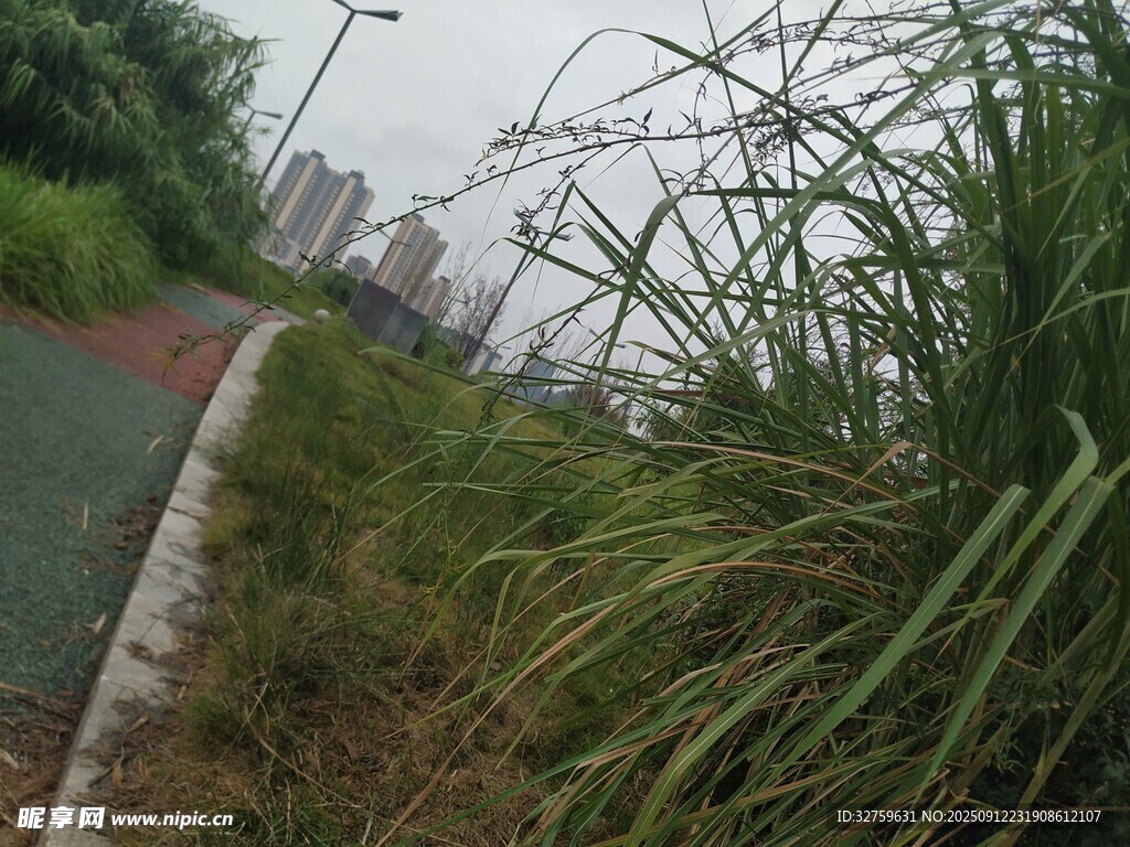路边茂盛的绿色草丛