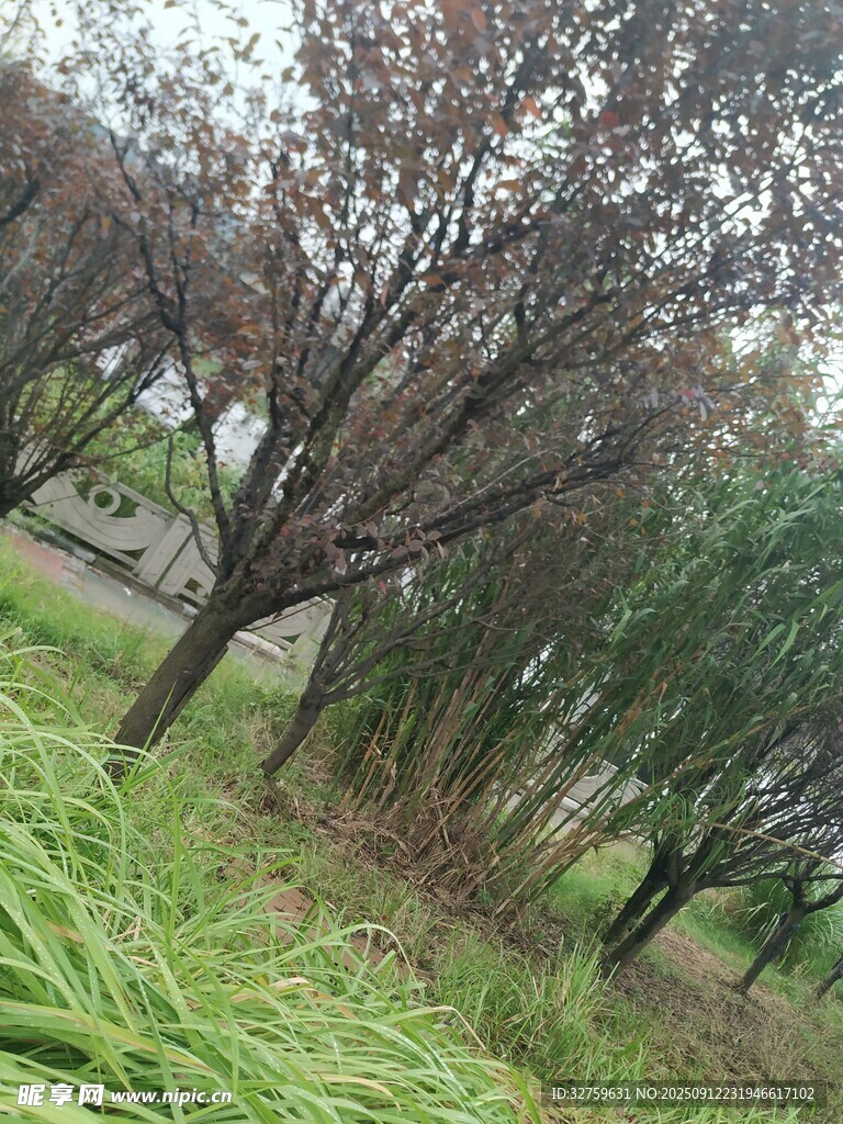秋日公园树木与绿植景观