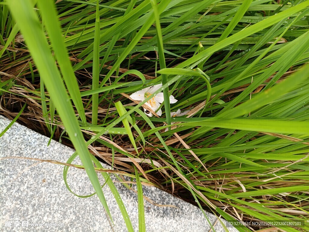 草丛中的白色小花