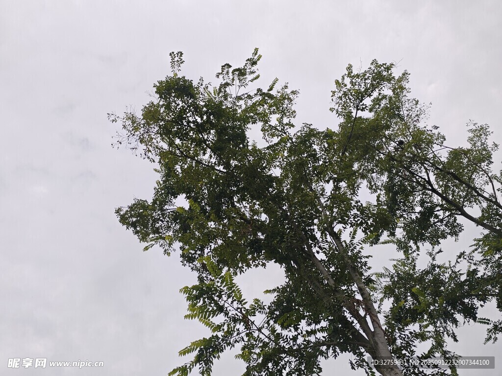 向上生长的繁茂绿树