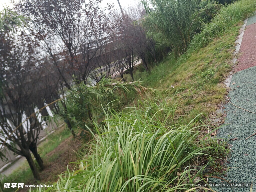 雨中河畔绿植小径景观