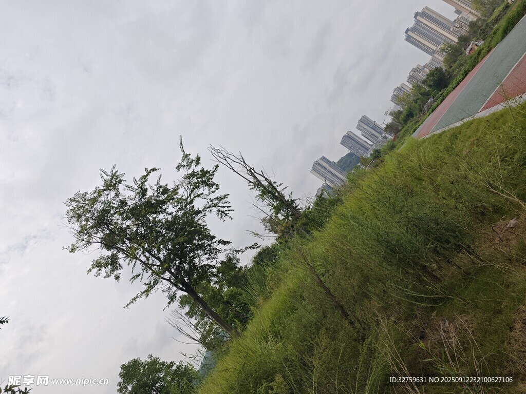 户外草地树木风景图
