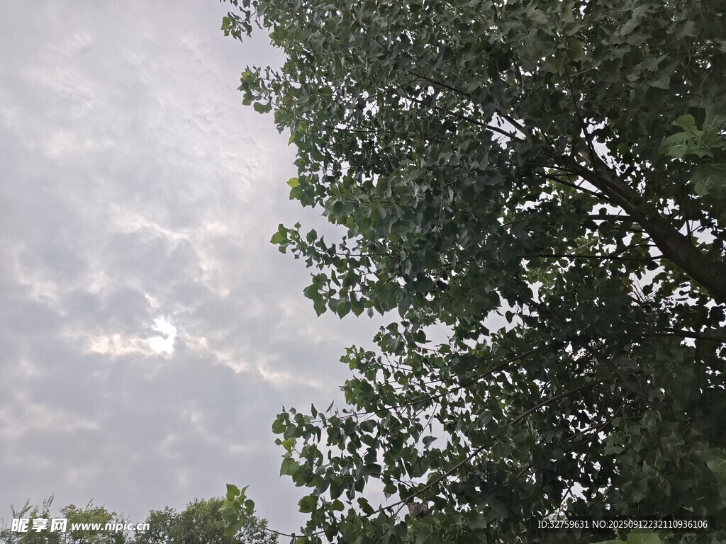 树梢间的天空