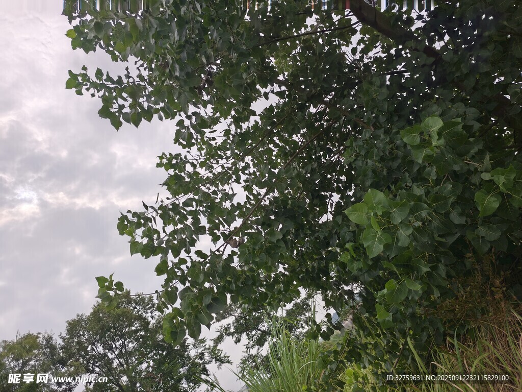 繁茂绿树与天空景致