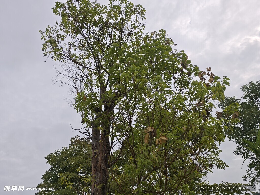 高大绿树于阴天背景下