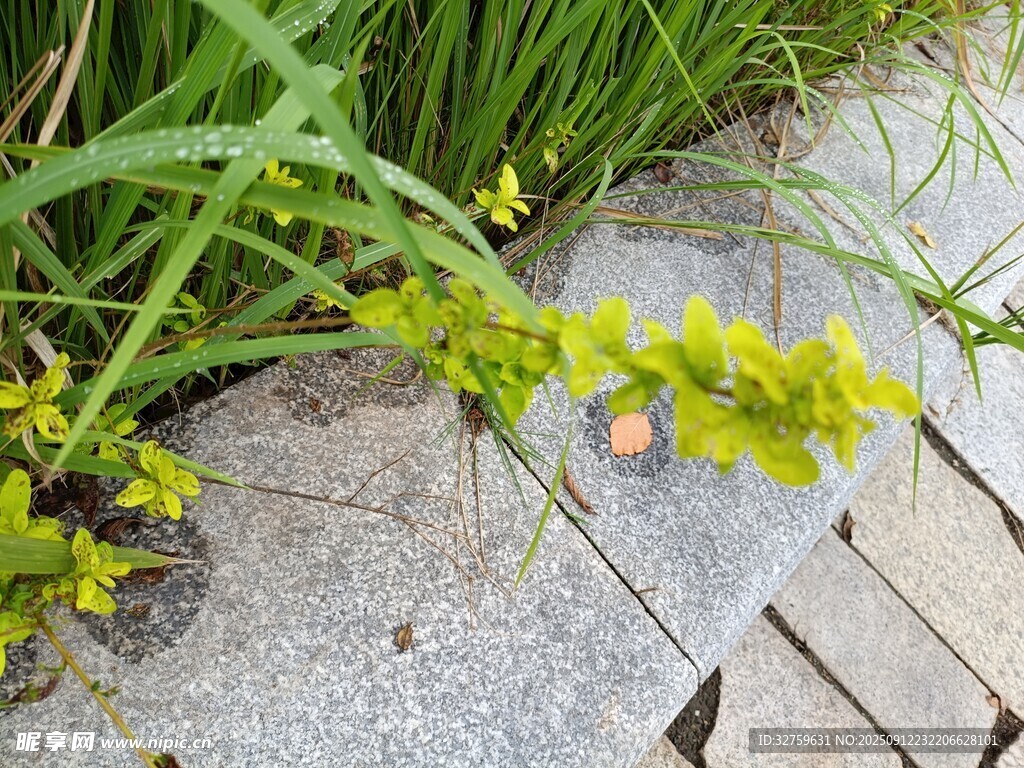 石板旁的绿植与彩色泡泡