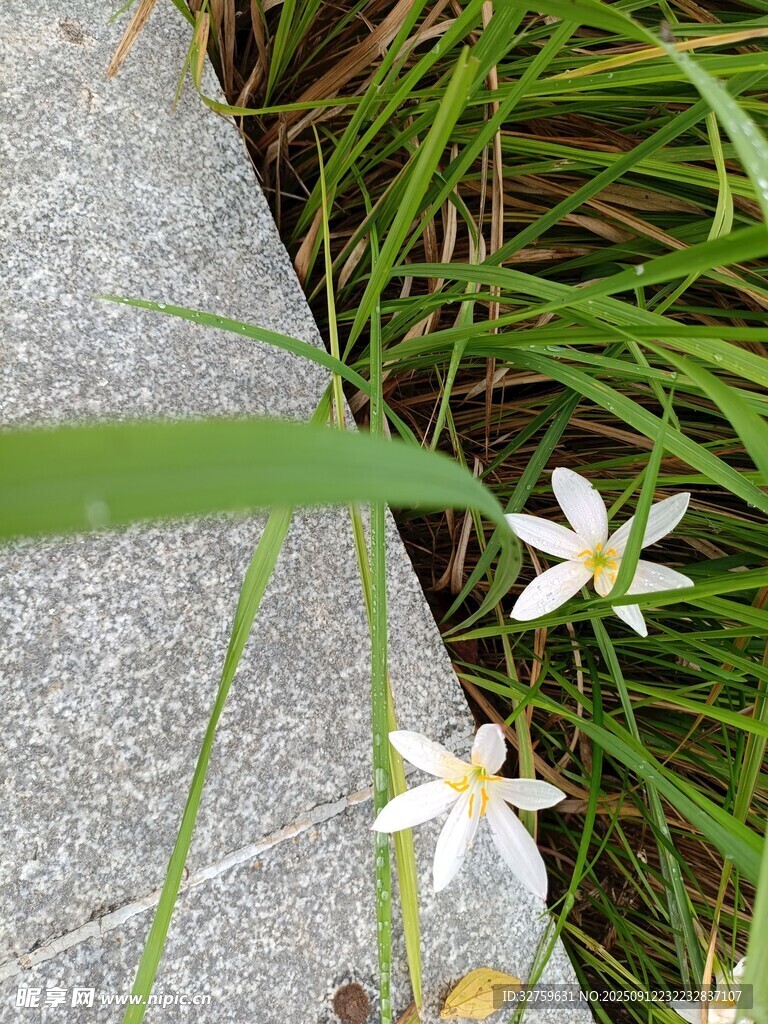 石边绽放的素雅小白花