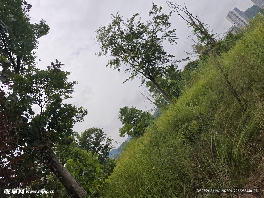 户外草地树木自然景致
