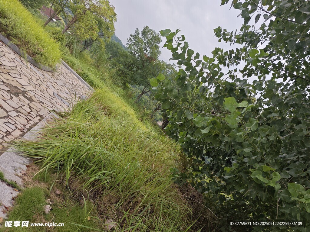 山间小径旁的繁茂绿植