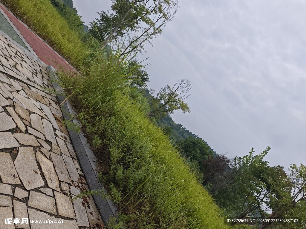 户外石径旁的绿植景观