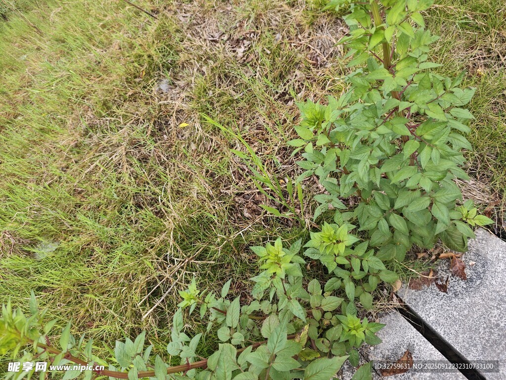 路边生长的绿色植物