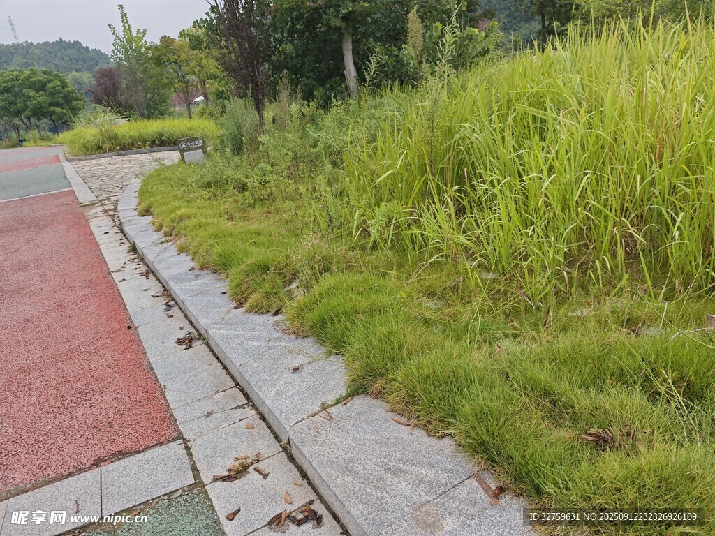 路边绿植景观