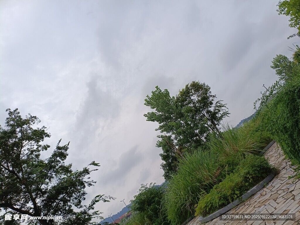 户外绿树与多云天空景色