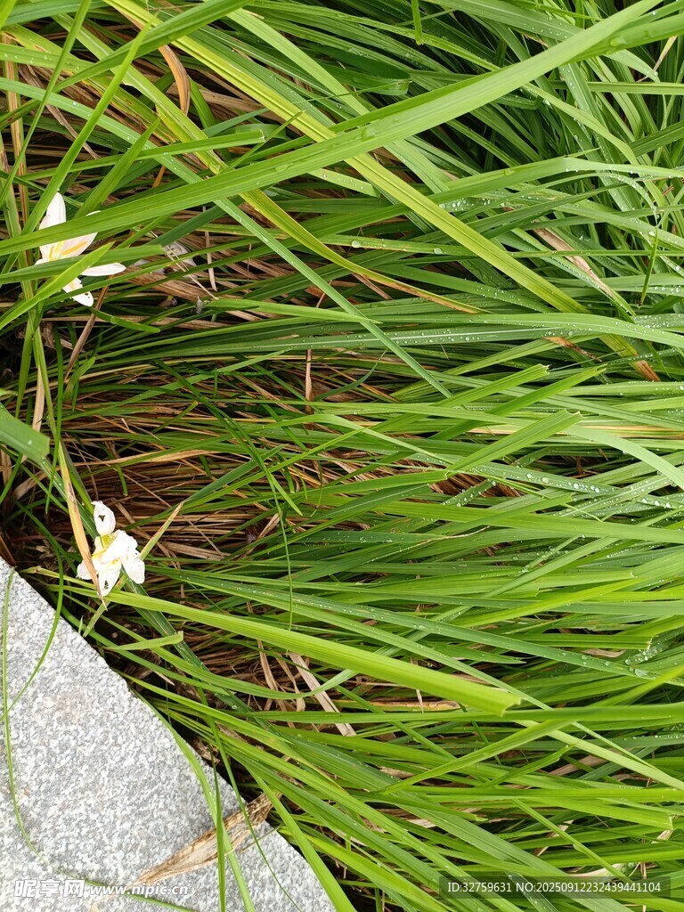 草丛中的白色小花