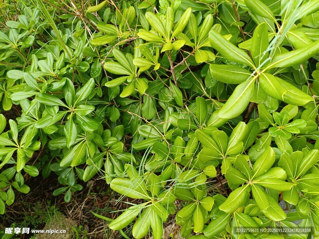翠绿繁茂的植物叶片